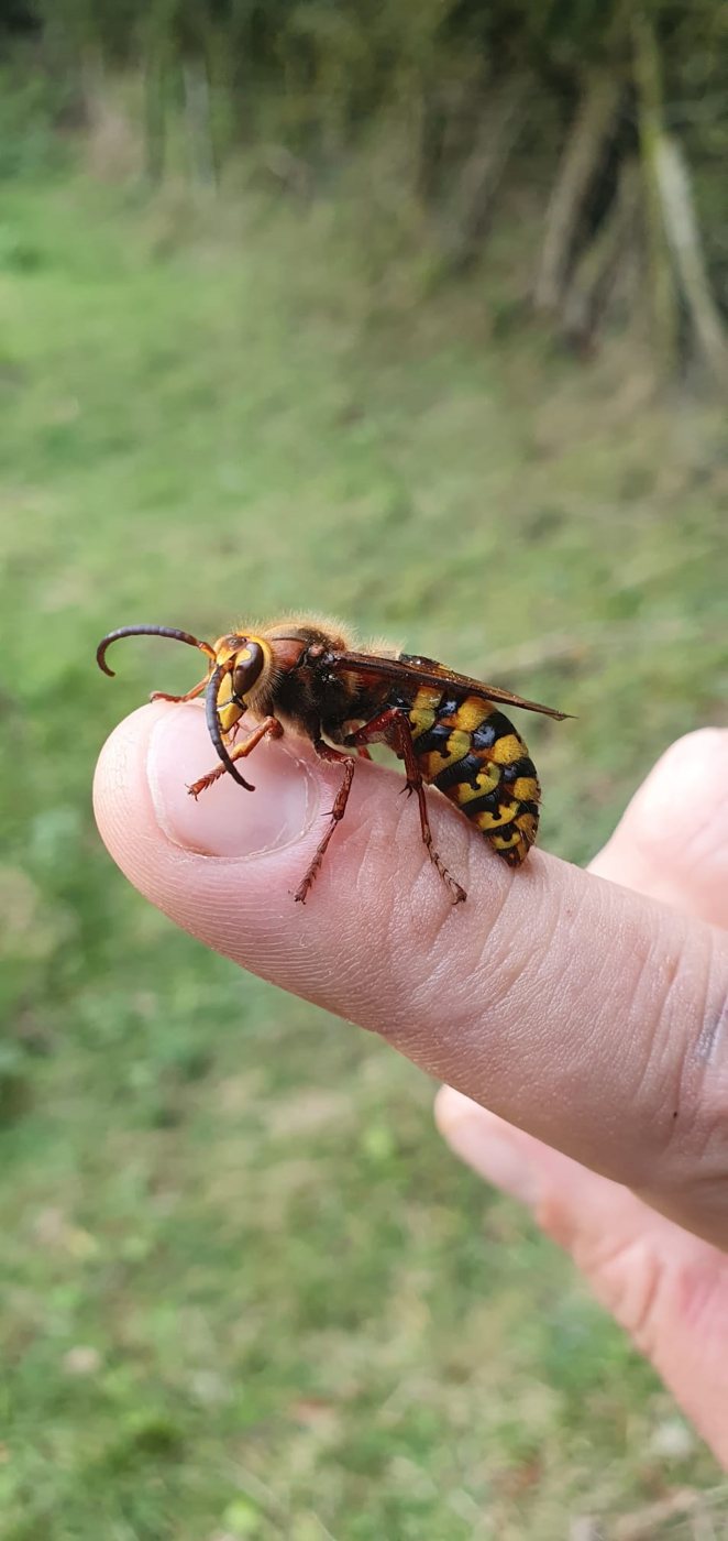 Avrupa eşek arısı (Vespa crabro) parmak üzerinde,
