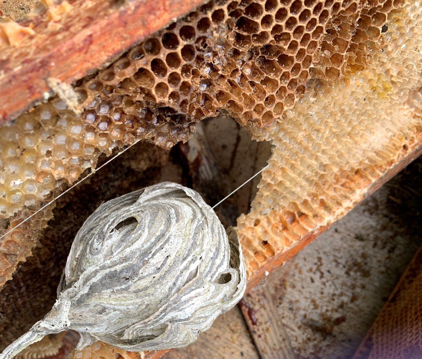 Papery wasp nest next to comb inside an abandoned hive