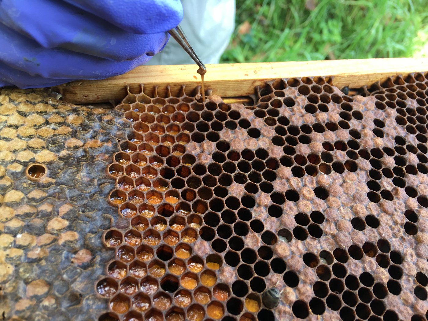 Remains stretching like a thread when pulled with tweezers in American foulbrood