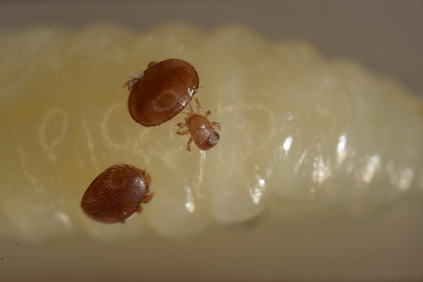 Two varroa mites and one tropilaelaps on a larva