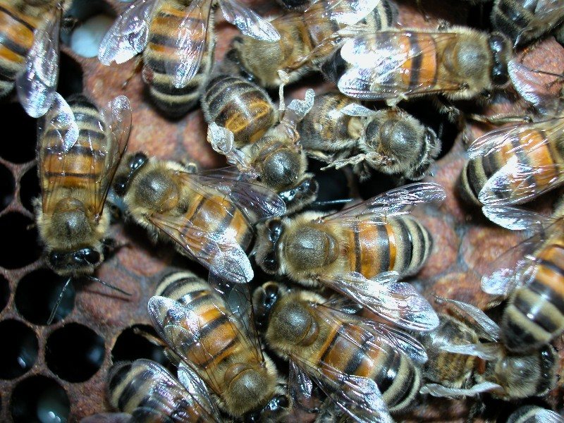 Deforme kanat virüsü: yüksek varroa yüküyle