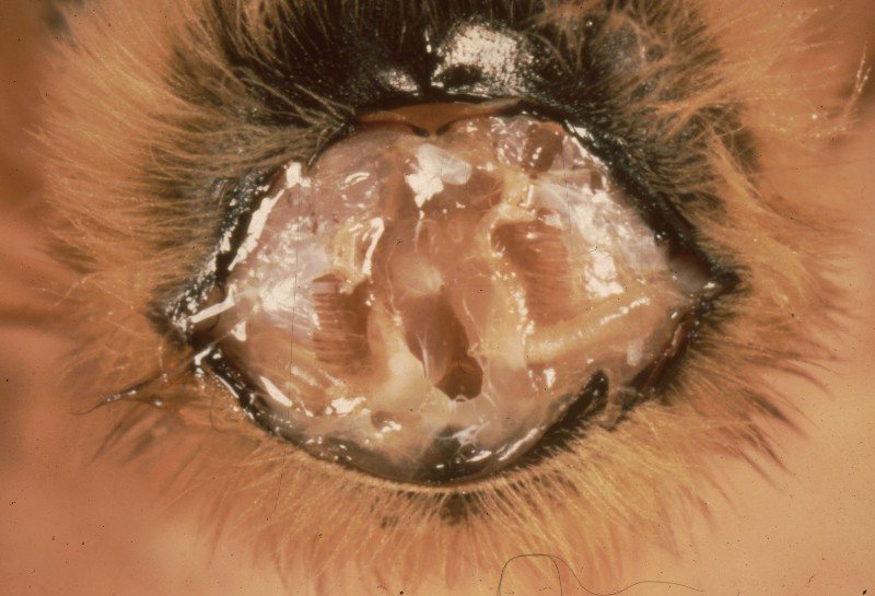 Pale, healthy tracheae in a bee with the thoracic ring removed