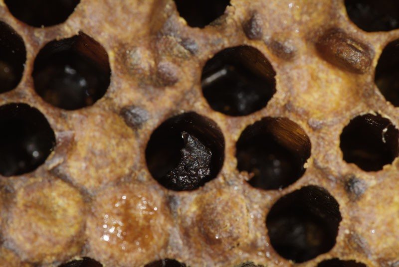 Dried larval remains lying loose at the bottom of the cell