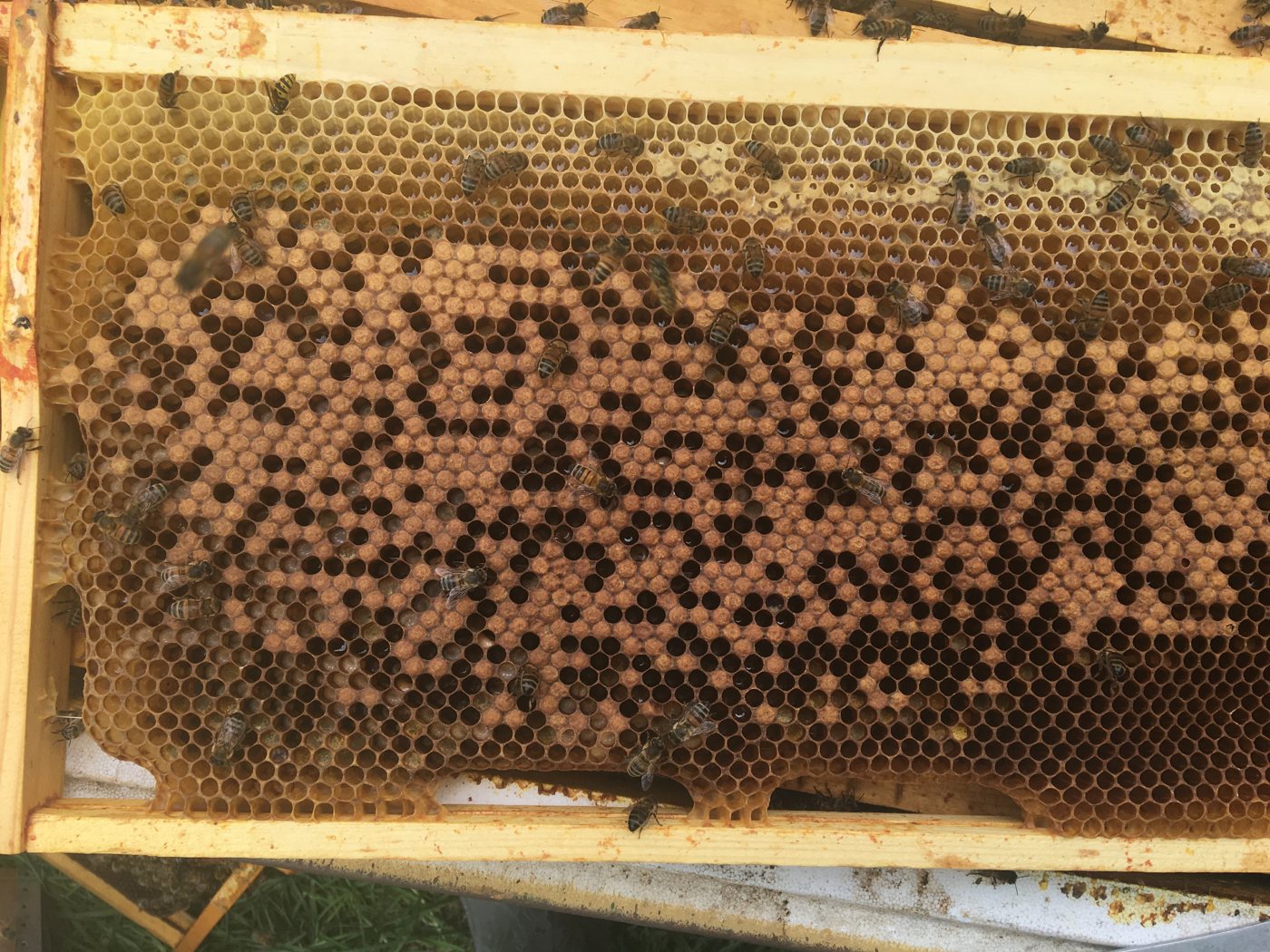 Patchy brood frame showing signs of European foulbrood