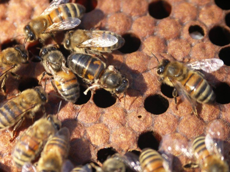 Yüksek varroa yüküne bağlı kanat bozukluğu olan