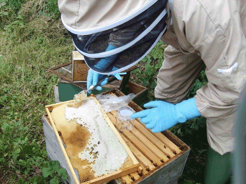 巣箱のそばで蜂蜜の試料を取る養蜂家