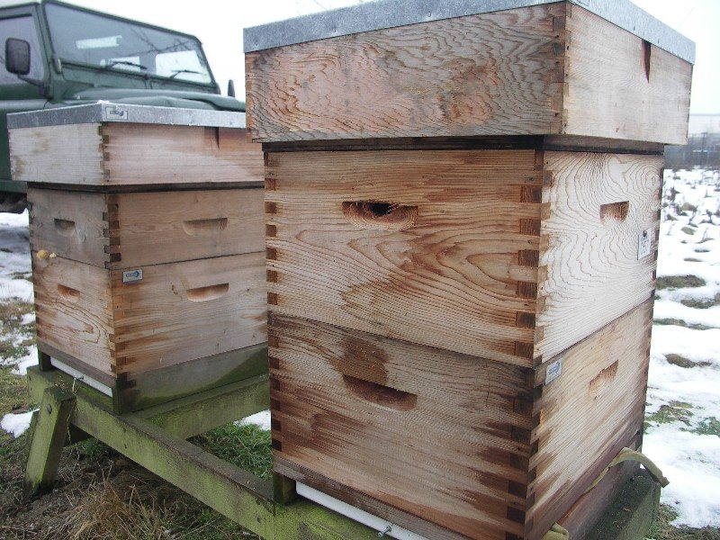 Hives with bodies holed by woodpeckers at the end of winter