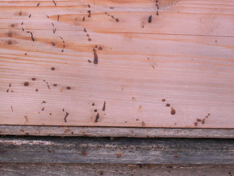 Brown faecal stains on the hive entrance wall