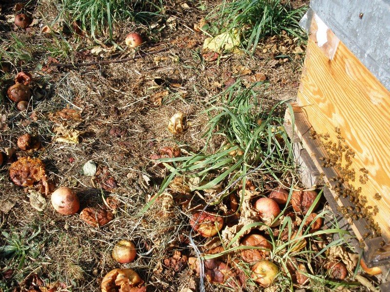 Apples rotting on the ground beside a hive