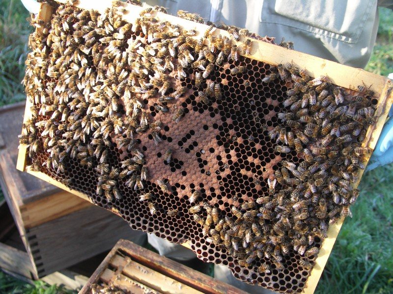 Scattered, pepper-pot brood area