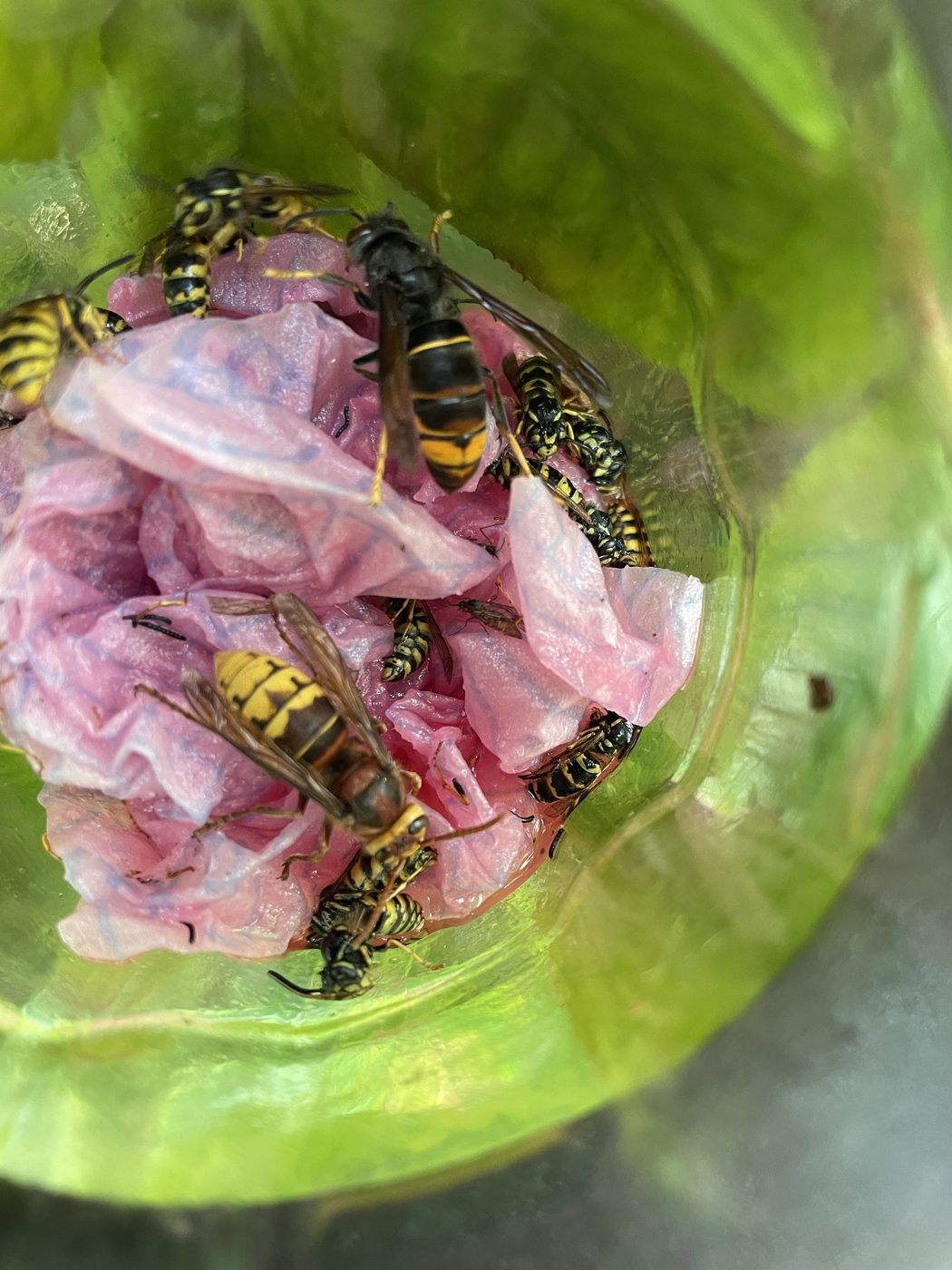 Hornets and wasps in a trap
