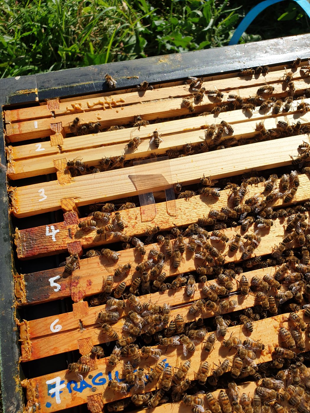 Acaricide strip hung between two frames in a hive