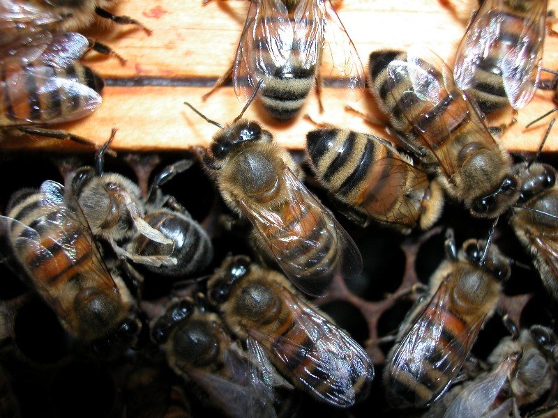 Bee with short, crumpled wings on a frame
