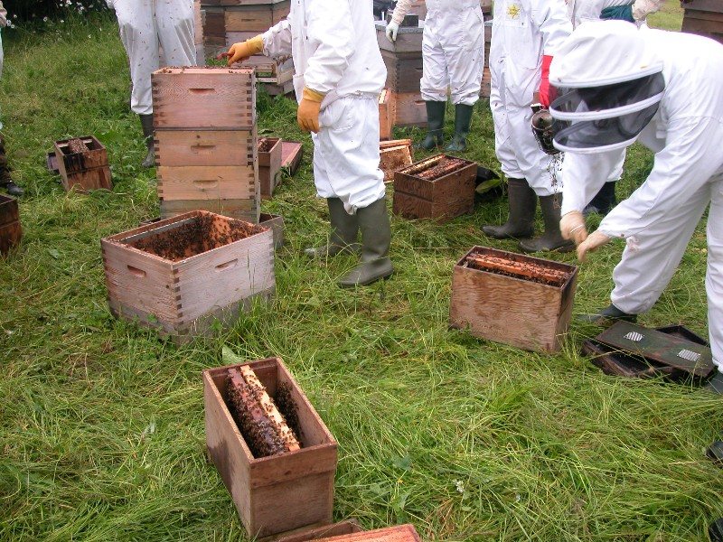 Making up nucleus hives from a single hive