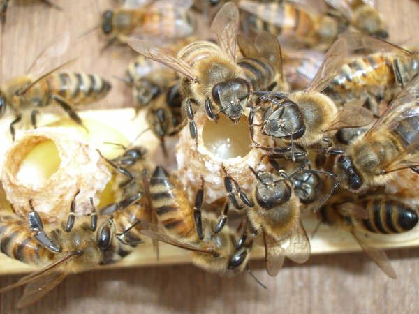 Open queen cells filled with royal jelly, attended by nurse bees