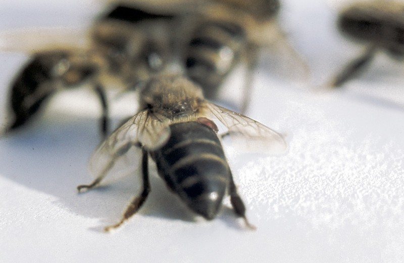 Varroa on the abdominal segment of an adult bee