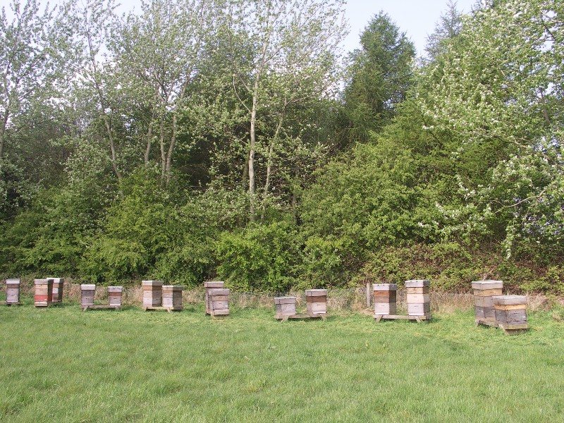 Apiary set up in front of dense shrubs and trees