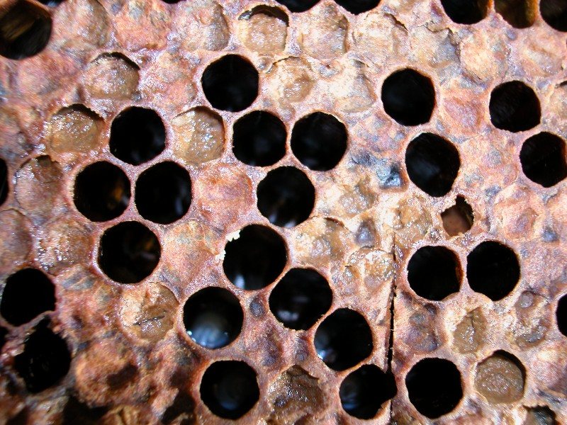 Sunken, moist and perforated cappings