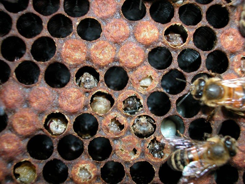 Brood nest damaged with perforated cappings and dead pupae