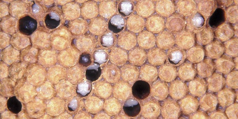 Cappings opened in a row with pupae showing