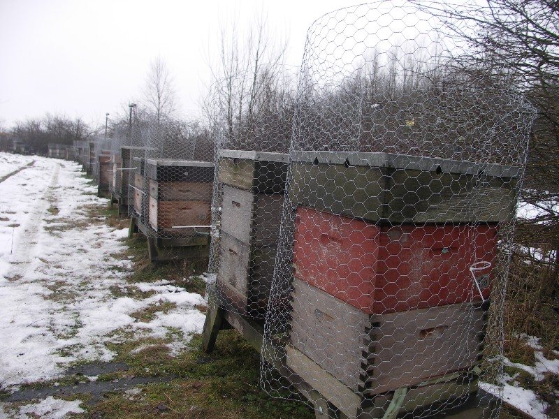 Hives surrounded with wire netting in winter