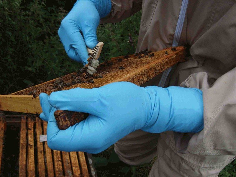 Removing drone pupae from their cells with an uncapping fork