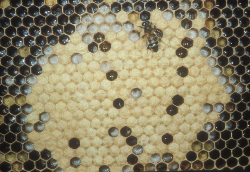Healthy comb with a regular pattern of capped and open brood