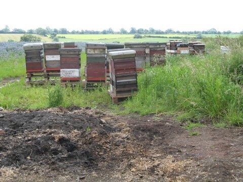 Pollination hives brought to the edge of a field