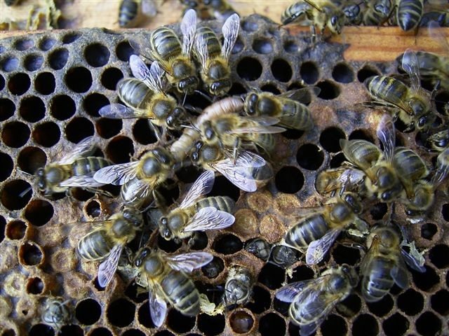 Worker bees surrounding a wax moth larva