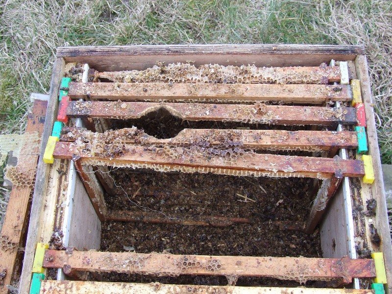Combs gnawed by rats in winter and debris on the hive floor