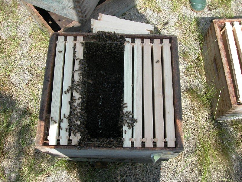 Bees being shaken into the gap between frames
