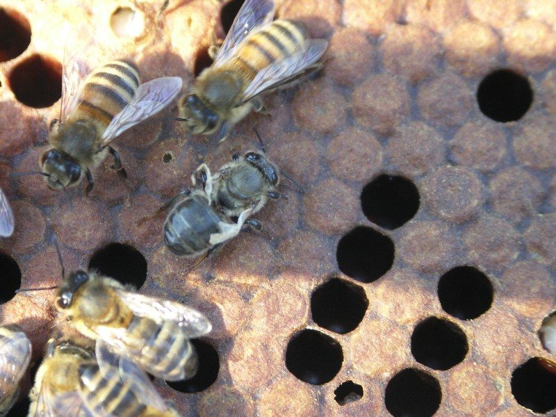 Bee with crumpled wings and perforated cappings on sealed brood