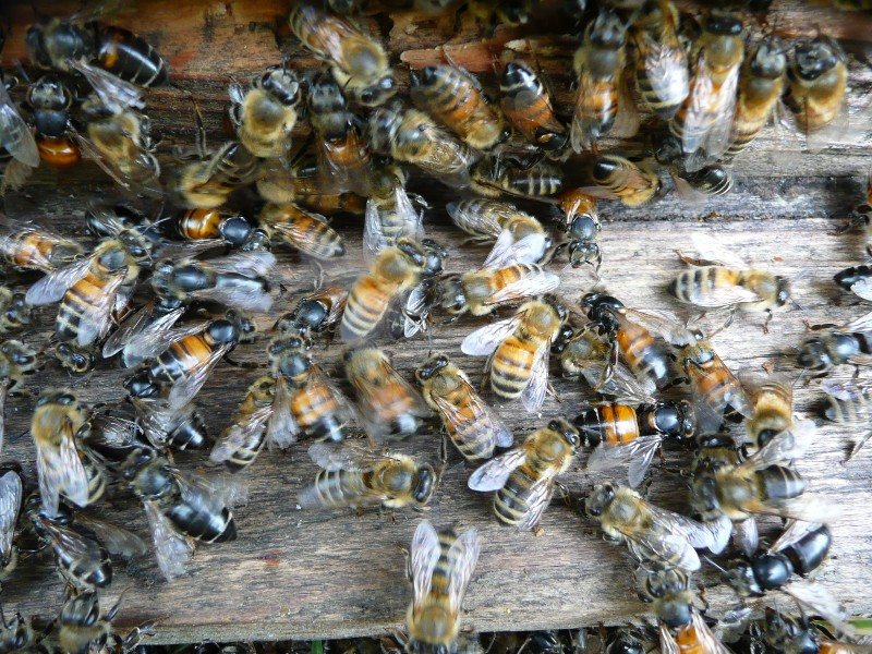 Hairless, shiny black bees among healthy bees