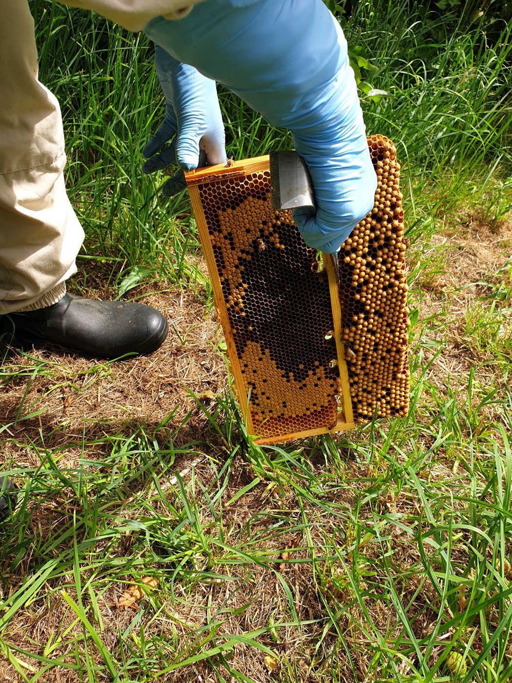 Varroa için erkek arı yavrusunun çerçeveden