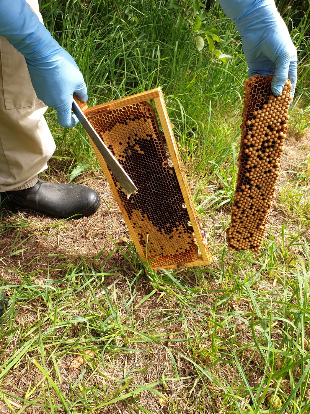 Varroa mücadelesi için kesilip çıkarılan kapalı
