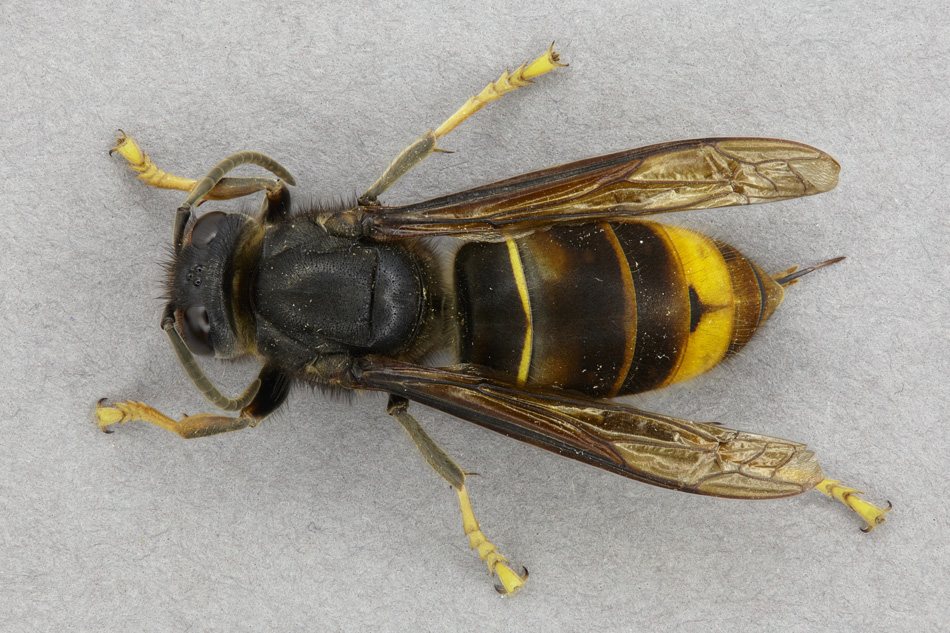 Asian hornet seen from above: black thorax, yellow leg tips, broad orange band on the abdomen
