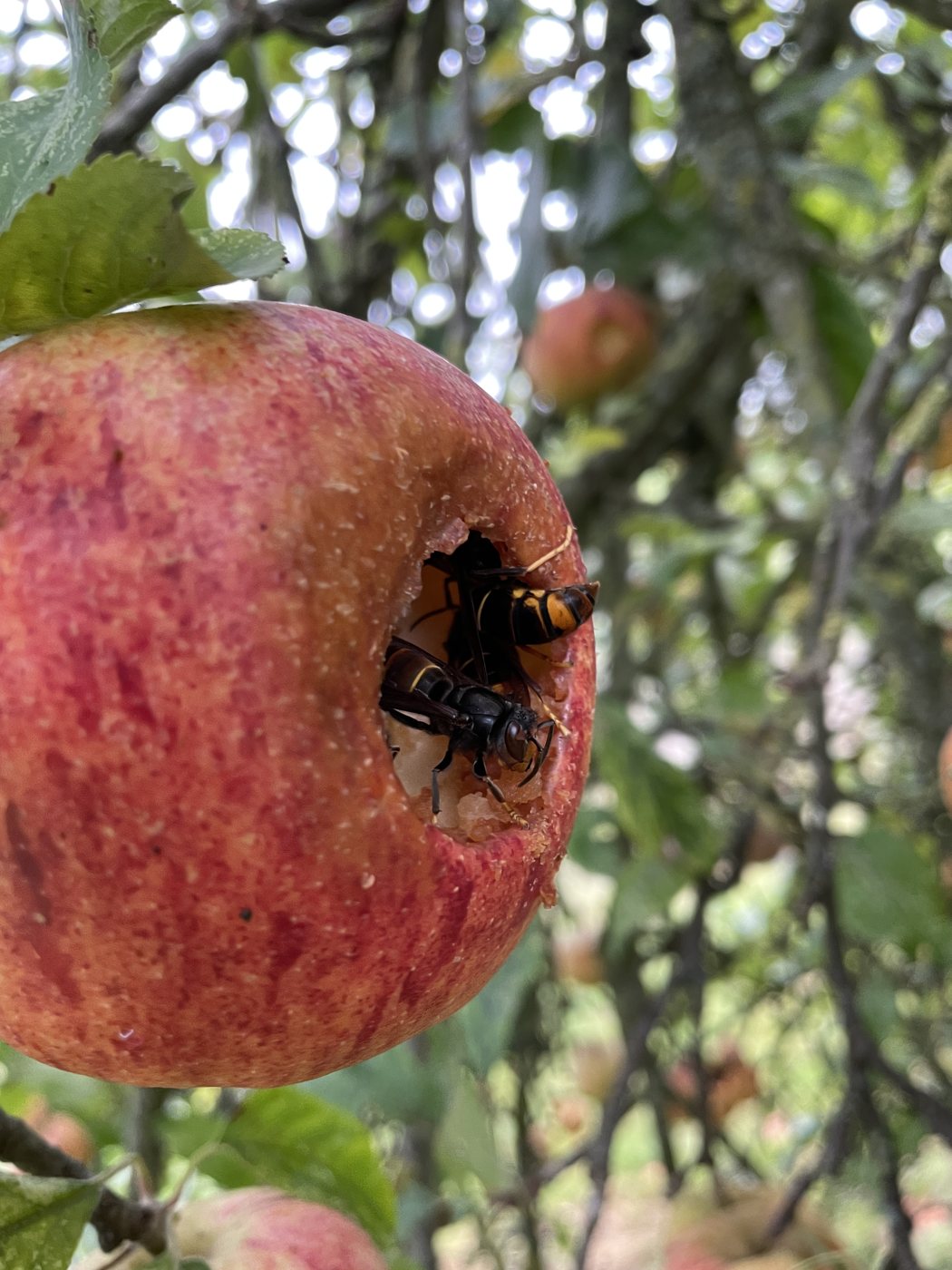 Çürük elmada beslenen Asya eşek arıları