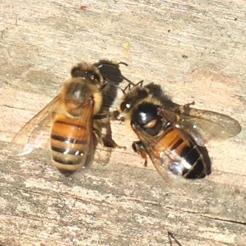 Two bees, one hairy and one starting to darken
