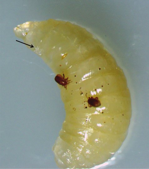 Two dark female mites on a prepupa and a small developmental stage indicated by an arrow