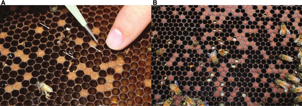 Spotty brood area, with mites indicated by arrows
