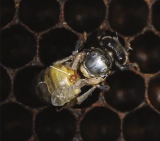 Bee with crumpled wings in a comb cell, with a mite on it indicated by an arrow