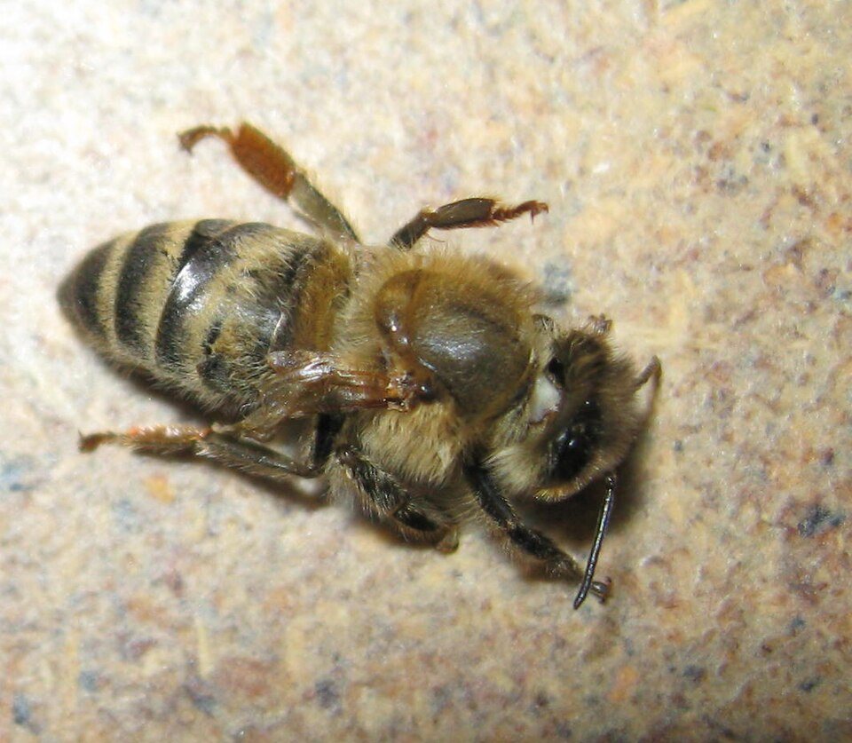 Worker bee with stunted wings and a misshapen abdomen