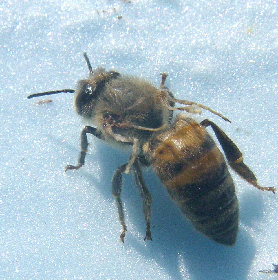 Deforme kanat virüsü (DWV) taşıyan arı
