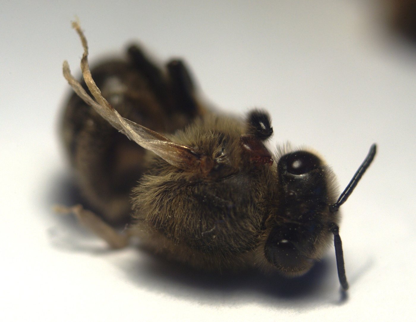 Bee with deformed wings carrying a varroa mite