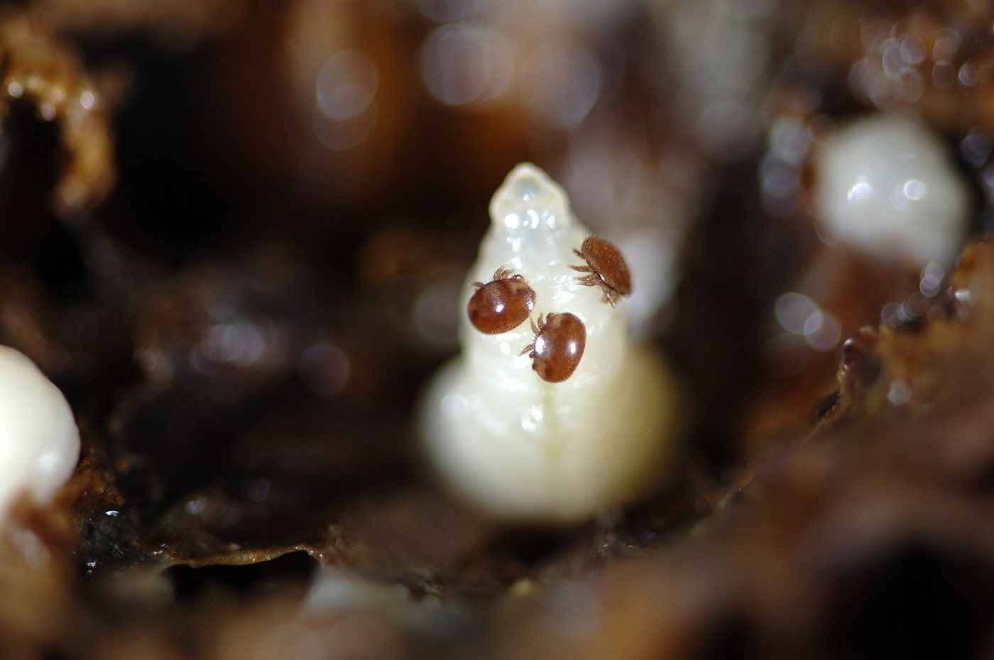 Açılmış gözde beyaz pupa üzerinde kahverengi varroa akarları