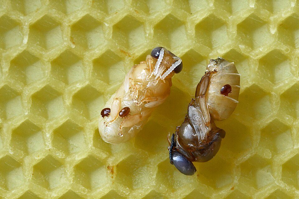 Varroa akarı taşıyan iki erkek arı pupası