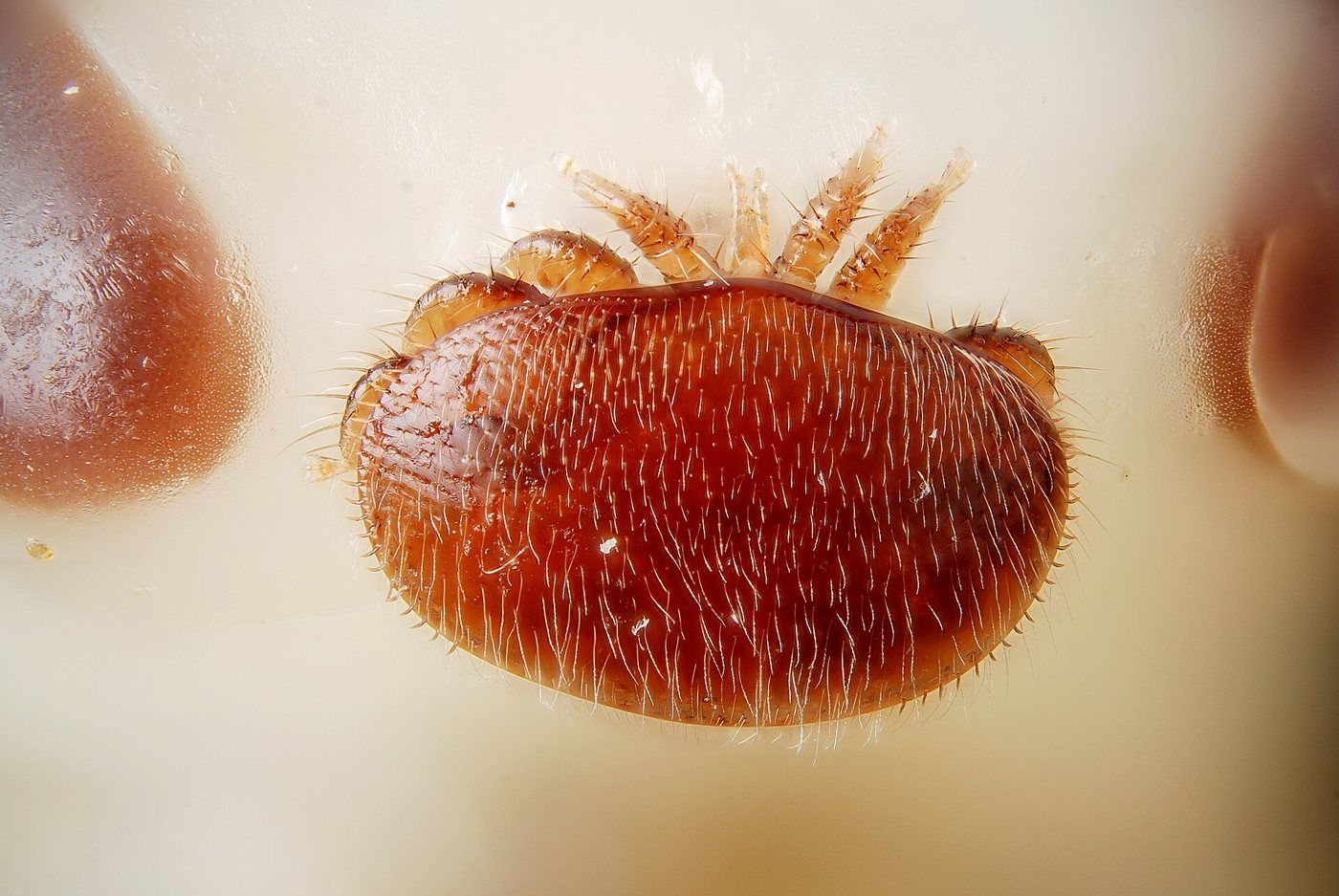 Female varroa mite on the head of a bee pupa, close-up