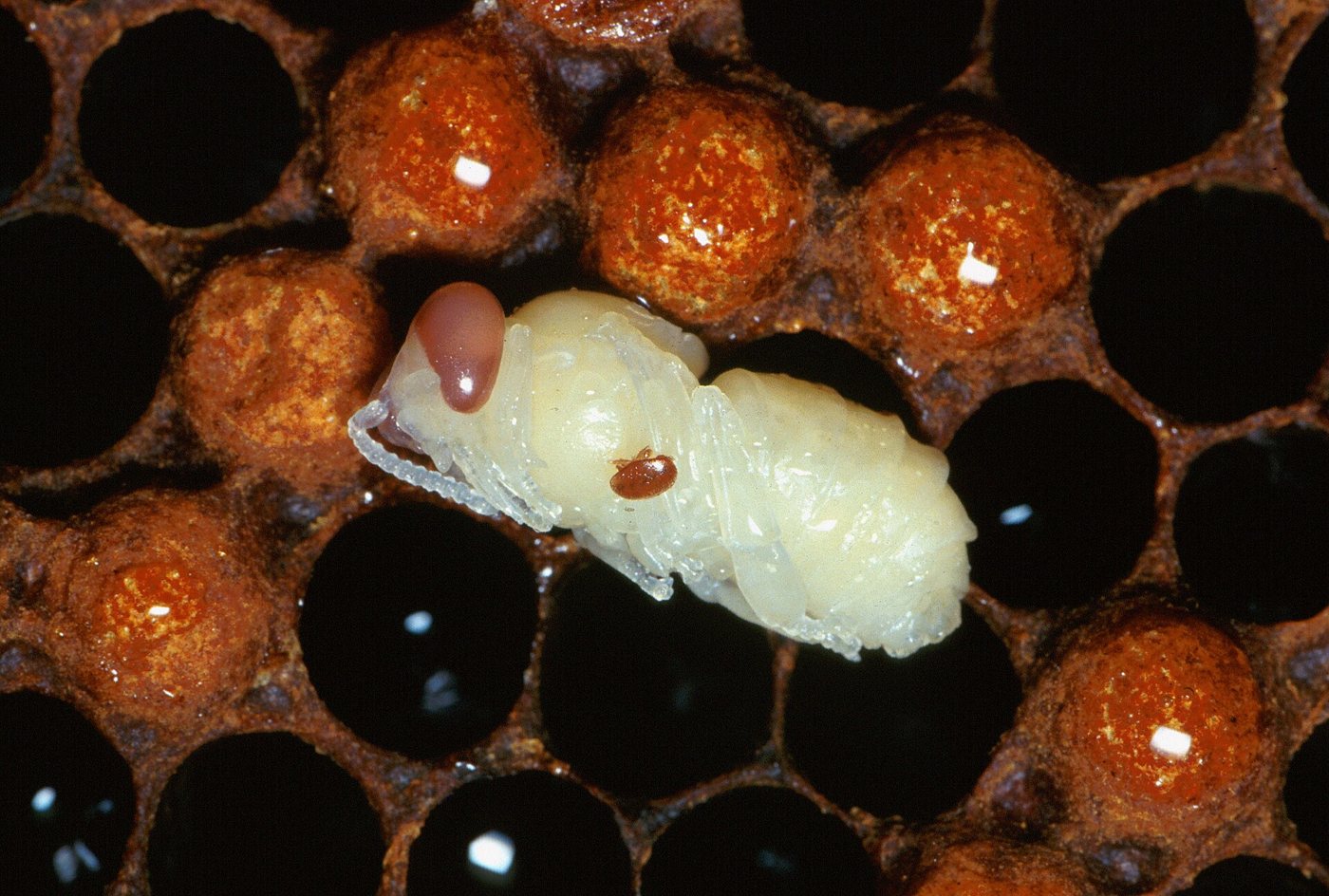 Açılmış gözde pupa üzerinde kırmızı-kahve varroa akarı