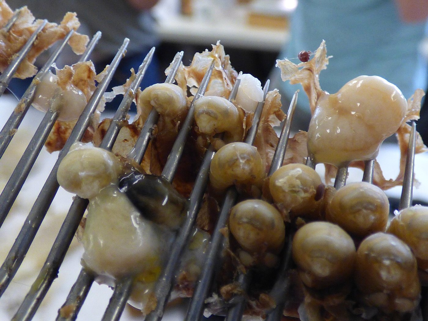 Erkek arı larvalarında varroa kontrolü: yavru