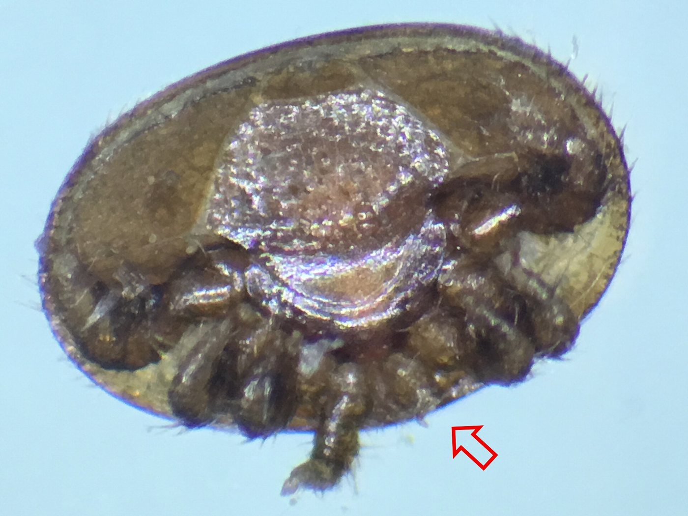 Tımarlanmada bacağı koparılmış varroa akarı